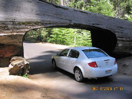 Tunnel Tree, photos by the Keatings