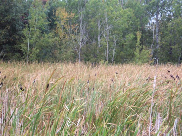 Sackville Red Wing Black Birds. Photo by the Keatings
September 27, 2009