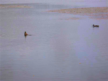 Sackville Red Winged Teal Ducks. Photo by the Keatings
September 27, 2009