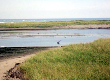 Heron at Kouchibouguac. Photo by the Keatings
September 28, 2009